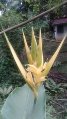 Heliconia hirsuta