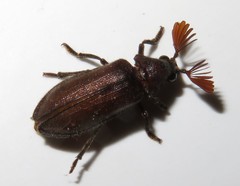 Rhipiceridae