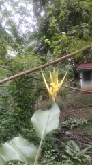 Heliconia hirsuta