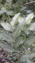 Heliconia hirsuta