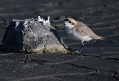 Charadrius alticola