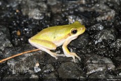 Litoria fallax