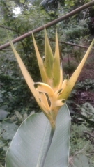 Heliconia hirsuta