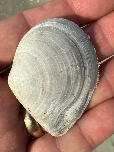 Austromacoma constricta observed 2025-09-21