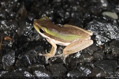 Litoria bicolor
