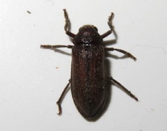 Rhipiceridae