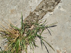 Eragrostis multicaulis
