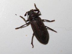 Rhipiceridae