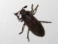 Rhipiceridae
