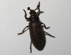 Rhipiceridae