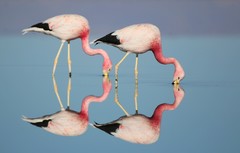 Phoenicoparrus andinus