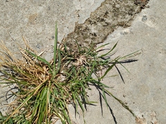 Eragrostis multicaulis