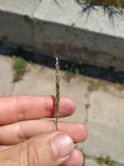 Eragrostis multicaulis