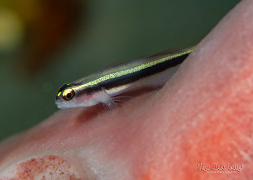 Spotlight goby (Elacatinus louisae) — Gobiidae
