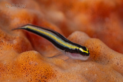 Cayman Cleaner Goby photo 1