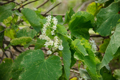 Dombeya greveana