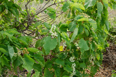 Dombeya greveana