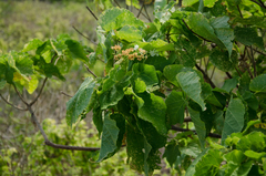 Dombeya greveana