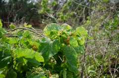 Dombeya greveana