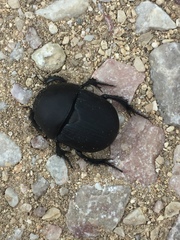 Geotrupes opacus