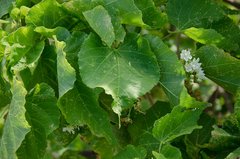 Dombeya greveana