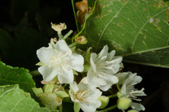 Dombeya greveana