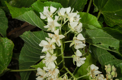 Dombeya greveana