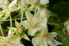 Dombeya greveana