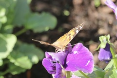 Vanessa cardui