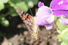 Vanessa cardui