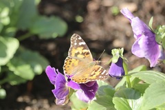 Vanessa cardui