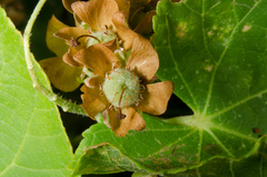 Dombeya greveana