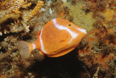 White-Barred Boxfish photo 3