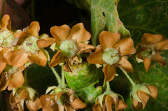 Dombeya greveana