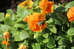 Bombus griseocollis