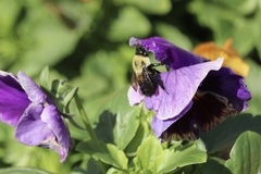 Bombus griseocollis