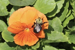Bombus griseocollis