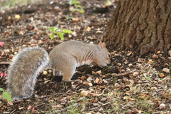 Sciurus carolinensis