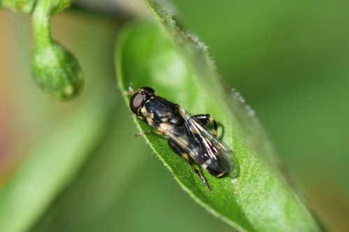 Unknown species found near Springfield, OR 97477, USA