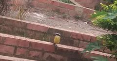 Pitangus sulphuratus