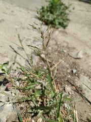 Eragrostis multicaulis