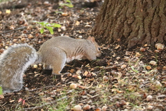 Sciurus carolinensis