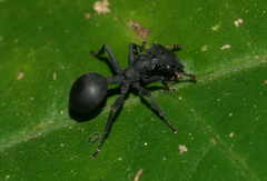 Cephalotes opacus