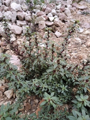 Amaranthus graecizans