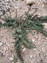 Amaranthus graecizans