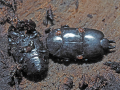 Hololepta plana