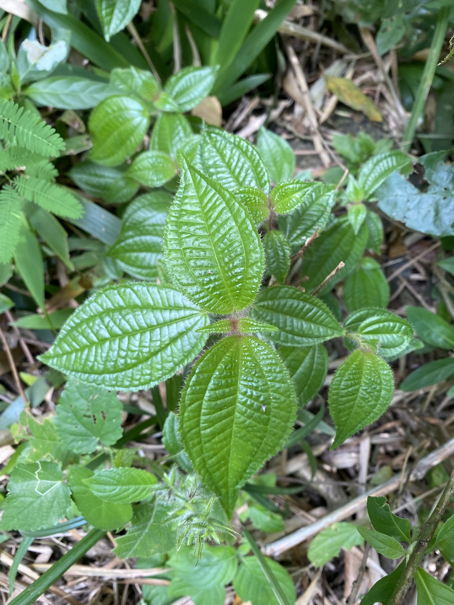 Miconia crenata