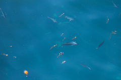 Chromis punctipinnis