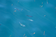 Chromis punctipinnis