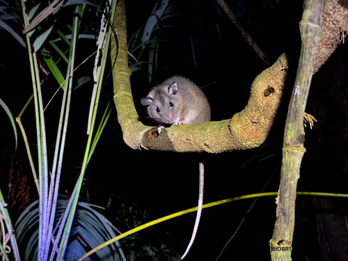 Peters's Climbing Rat (Tylomys nudicaudus)